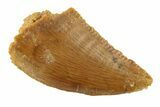 Bargain, Raptor Tooth - Real Dinosaur Tooth #268719-1